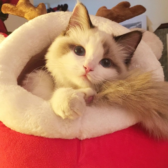 Meet your Posher, Bing - Picture 1 of 1